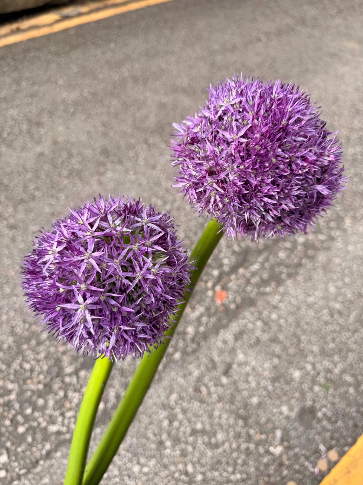 蔥花 90cm 直徑10cm (枝)