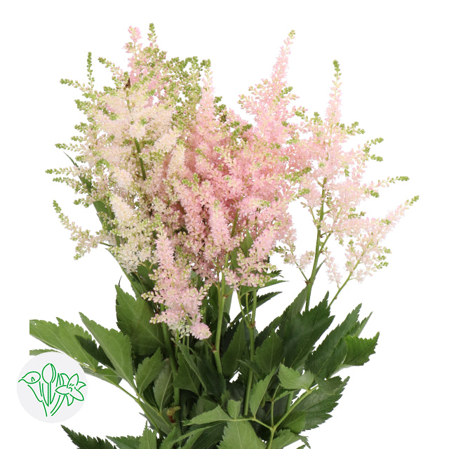 落新婦 70cm (5枝)