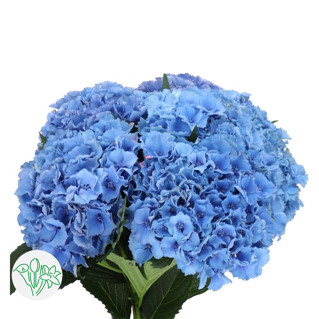 繡球花 80 cm 直徑20 cm (枝)