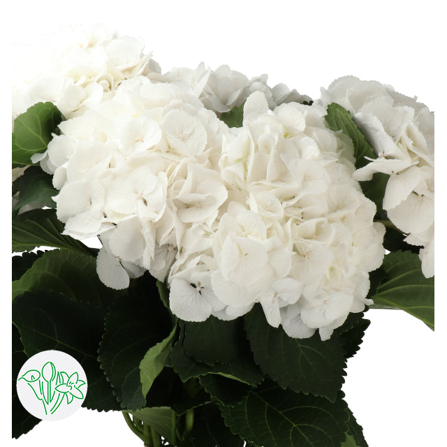 繡球花 80 cm 直徑20 cm (枝)