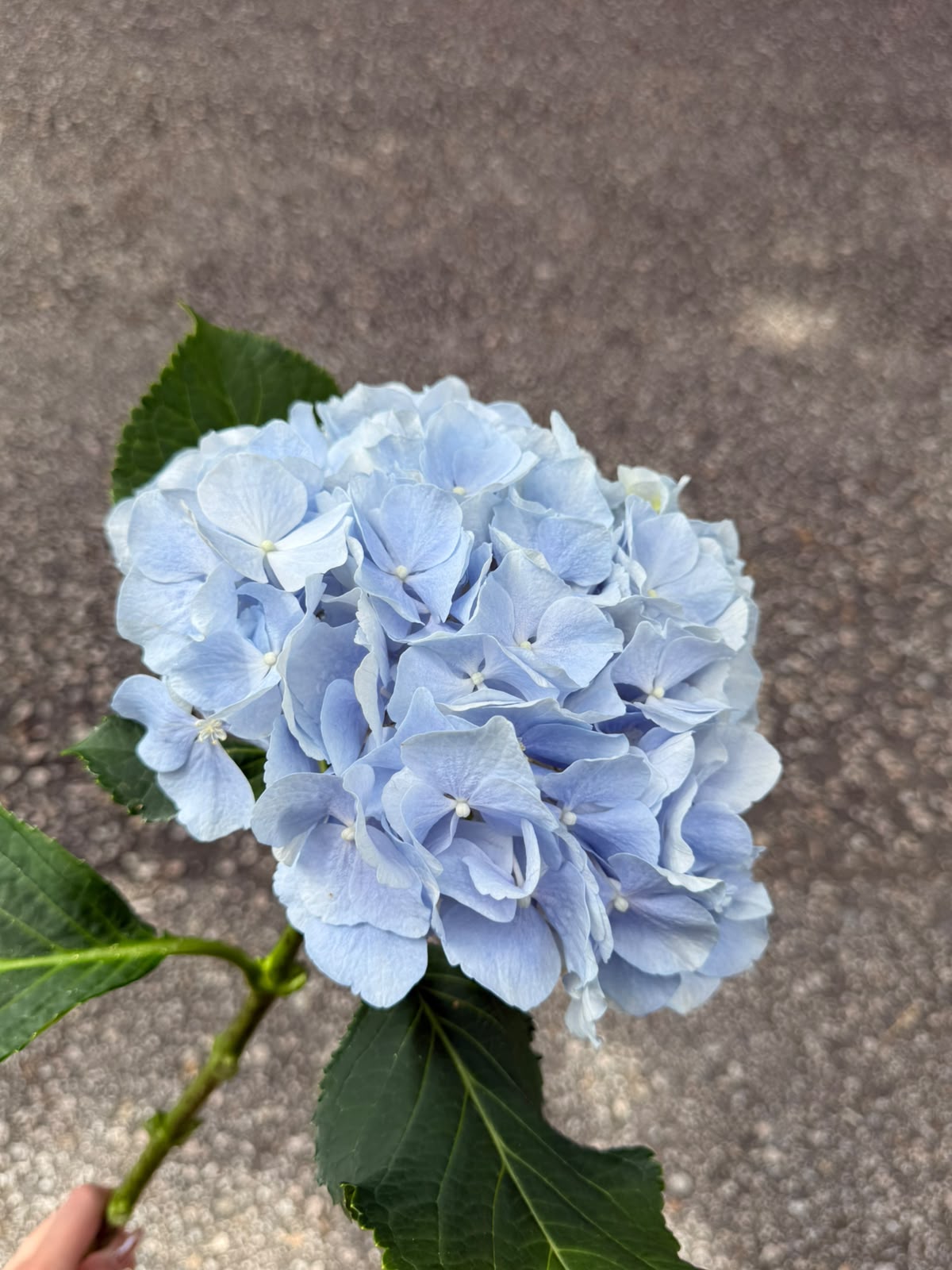繡球花 60 cm 直徑20 cm (枝)