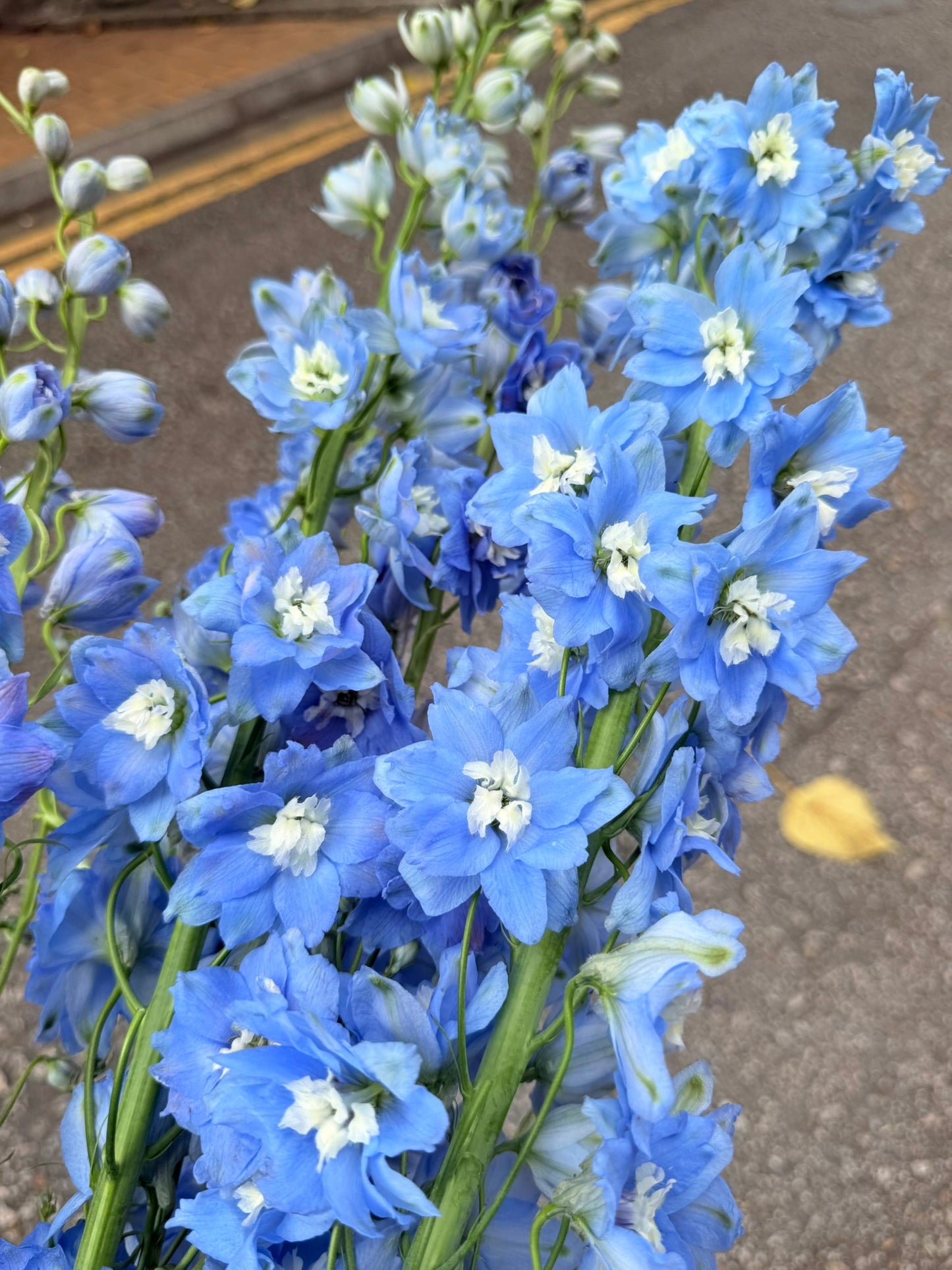 大飛燕草 120cm (枝)