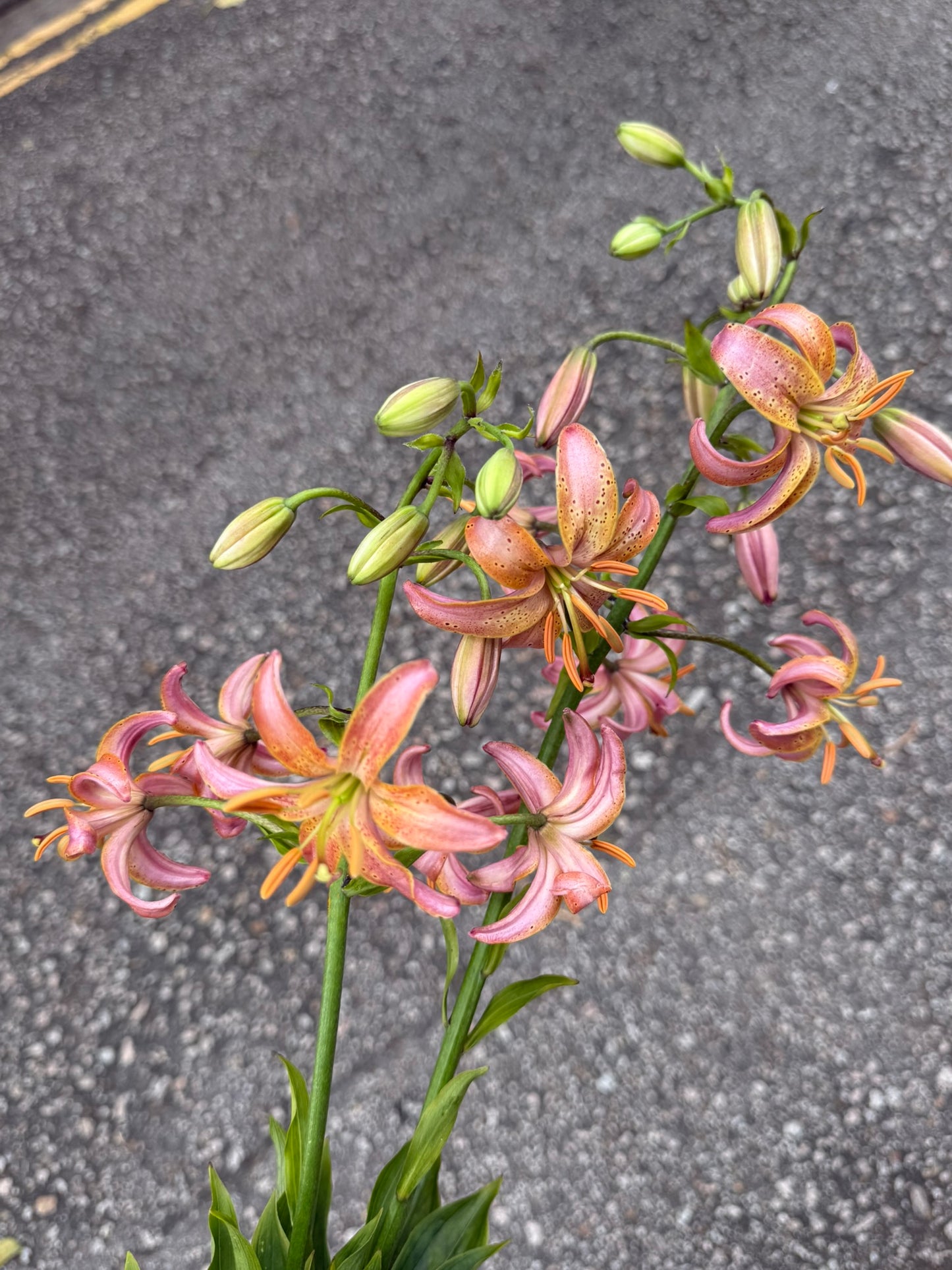 吊鐘百合 70 cm (枝)