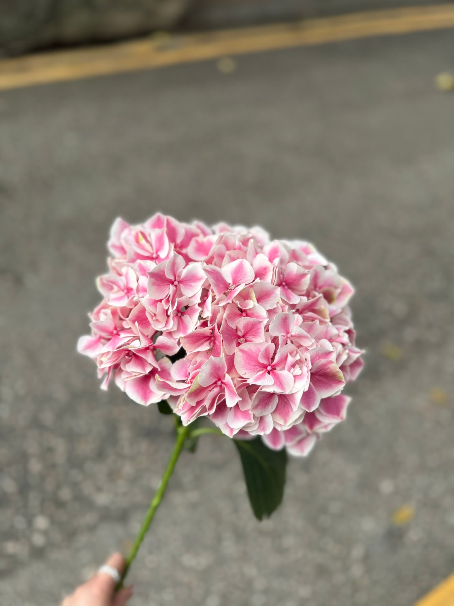 繡球花 60 cm 直徑18 cm (枝)