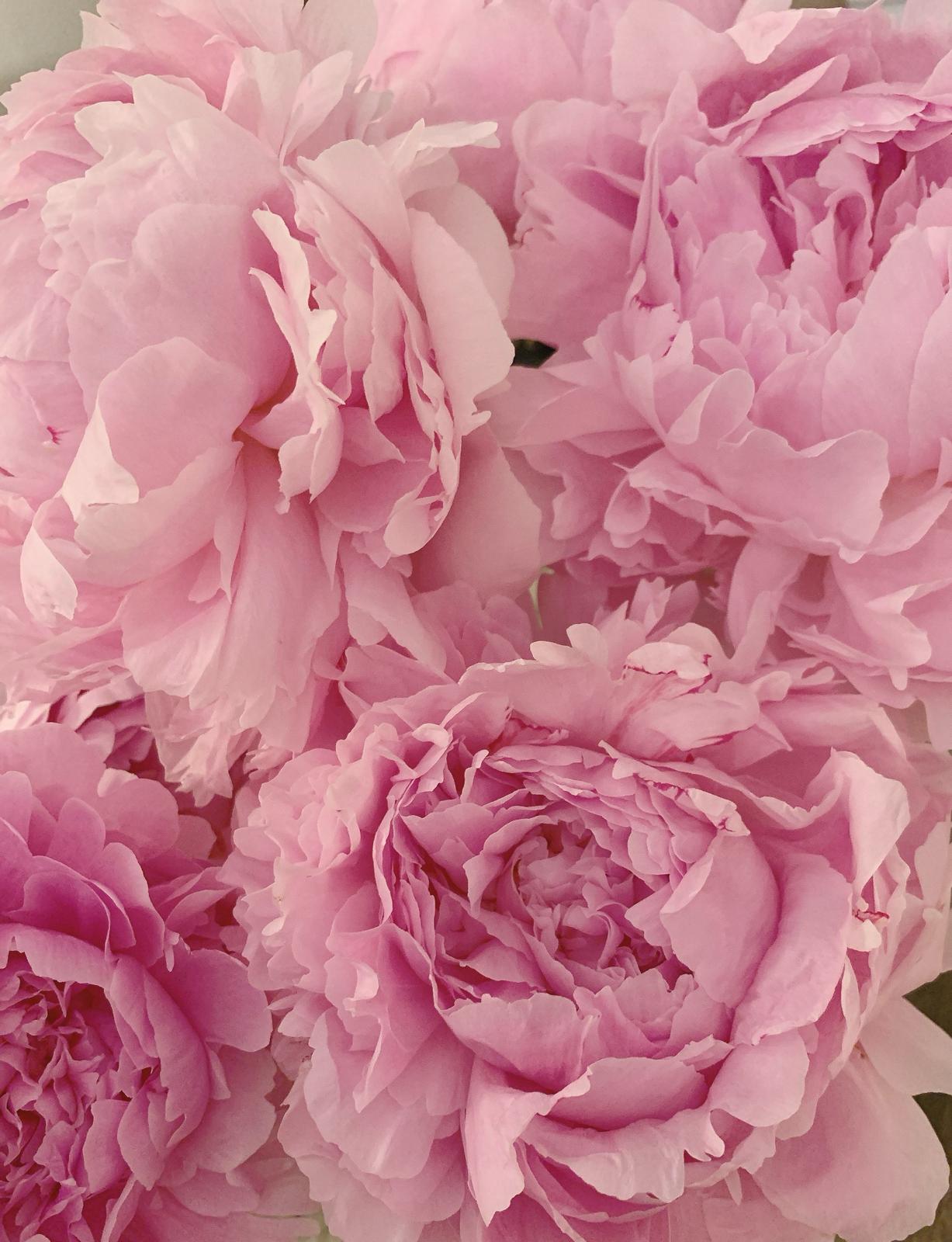 現貨 In stock 荷蘭鮮花 Fresh Cut Flowers (Holland)