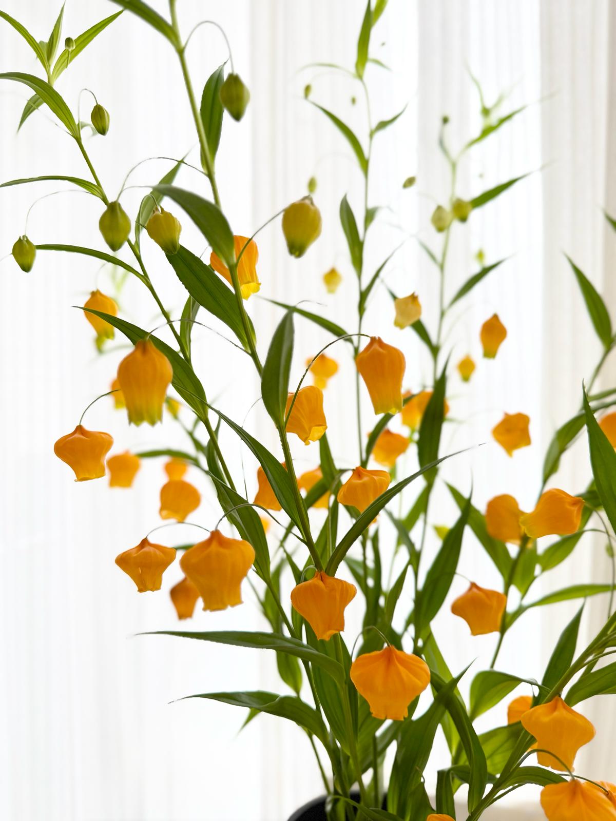 現貨 In stock 日本鮮花 Fresh Cut Flowers (Japan)