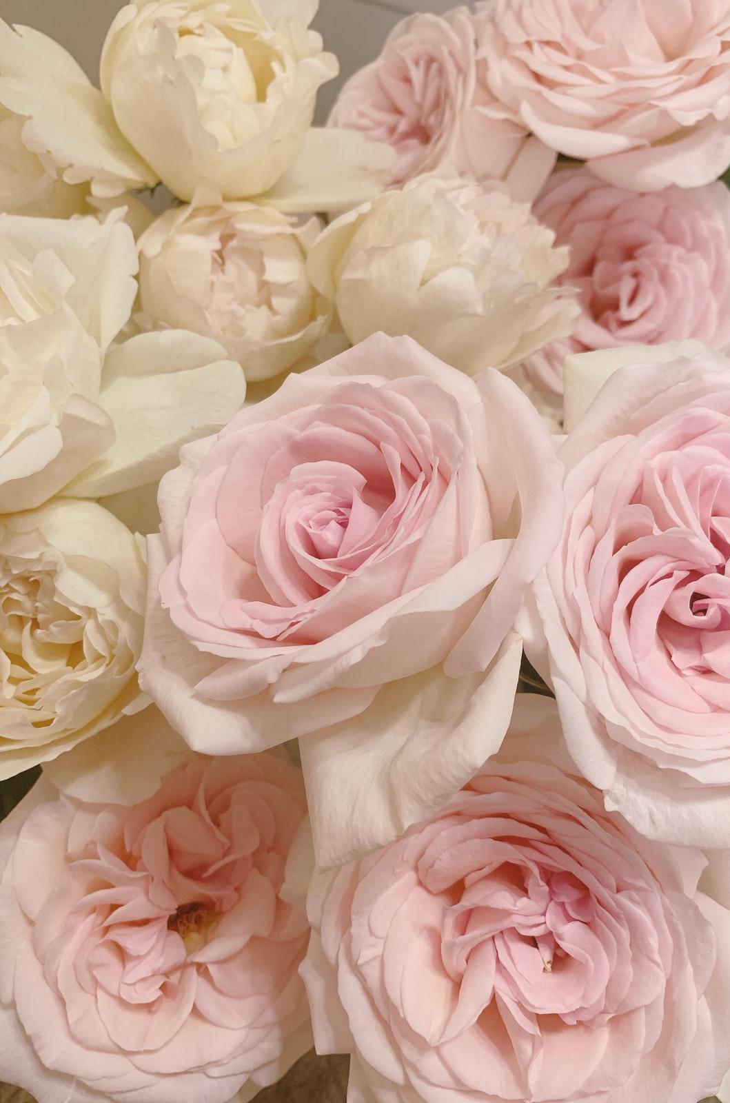 現貨 In stock 厄瓜多爾玫瑰 Ecuador Premium Roses