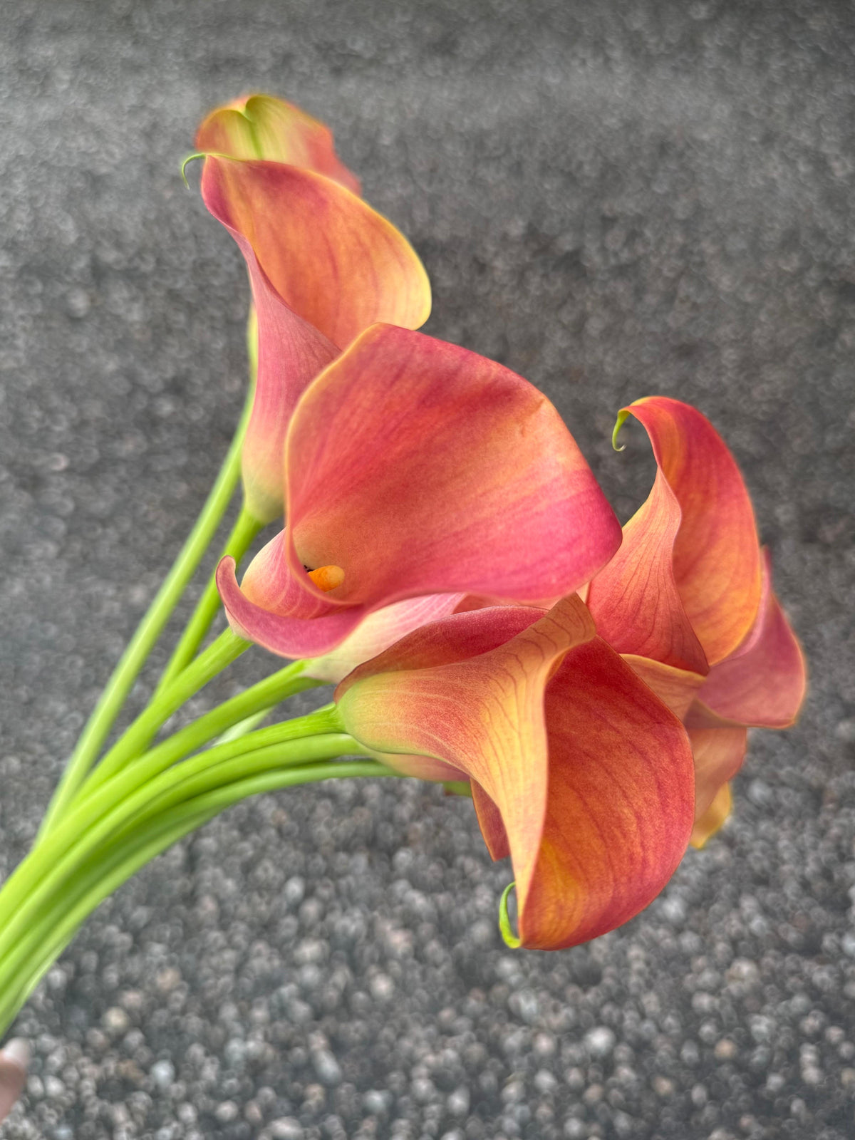 馬蹄蘭 60cm (5枝)