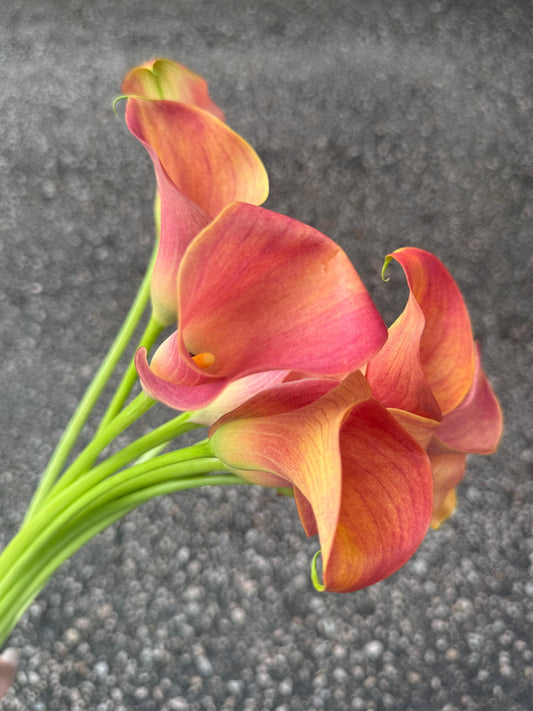 馬蹄蘭 60cm (5枝)