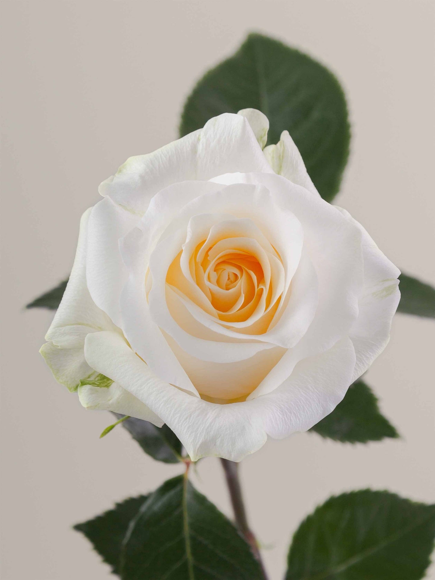 Cream de la cream 50cm (10枝)