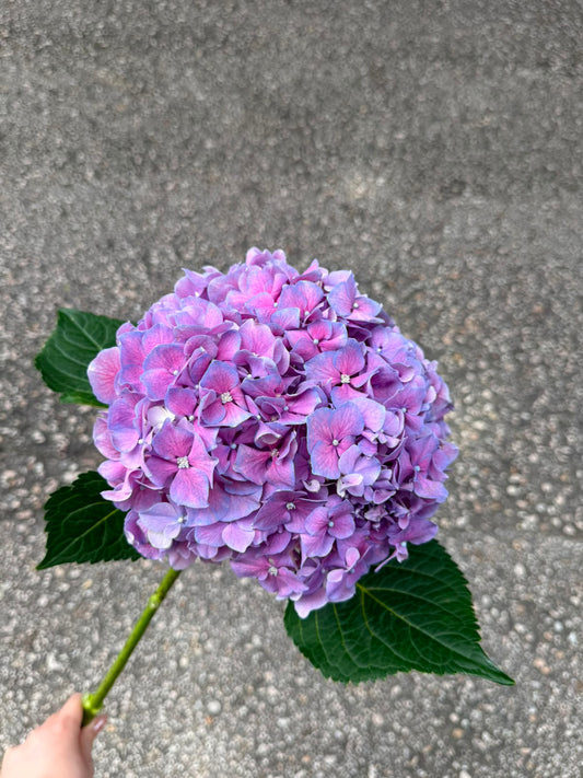 繡球花 80 cm 直徑20 cm (枝)