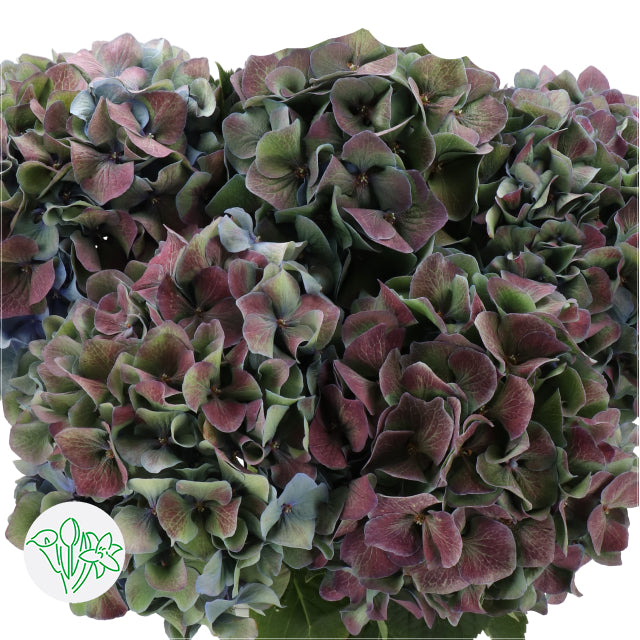 繡球花 100 cm 直徑22 cm (枝)