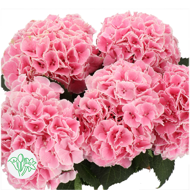 繡球花 60 cm 直徑20 cm (枝)