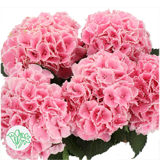 繡球花 60 cm 直徑20 cm (枝)