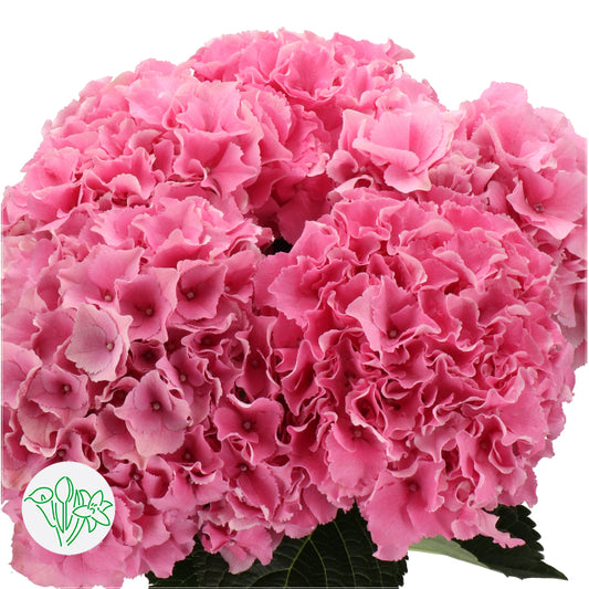 繡球花 80 cm 直徑22 cm (枝)