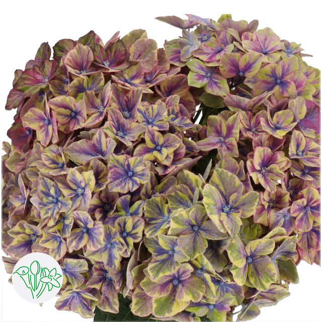 繡球花 60 cm 直徑16 cm (枝)