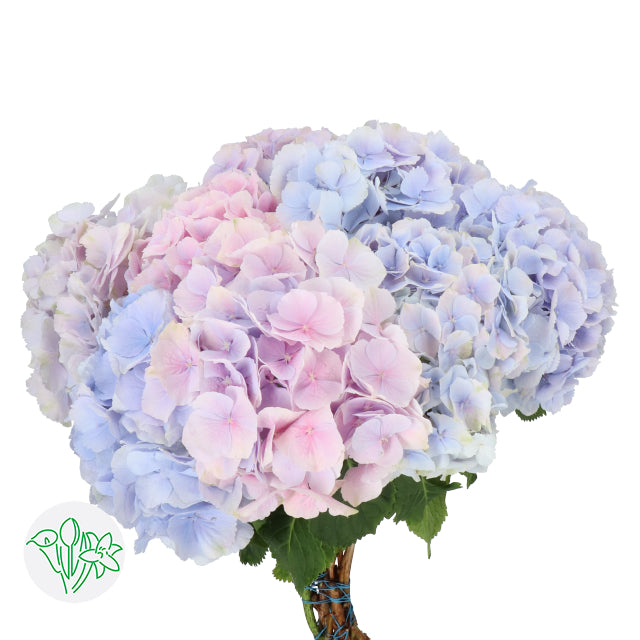 繡球花 80 cm 直徑20 cm (枝)