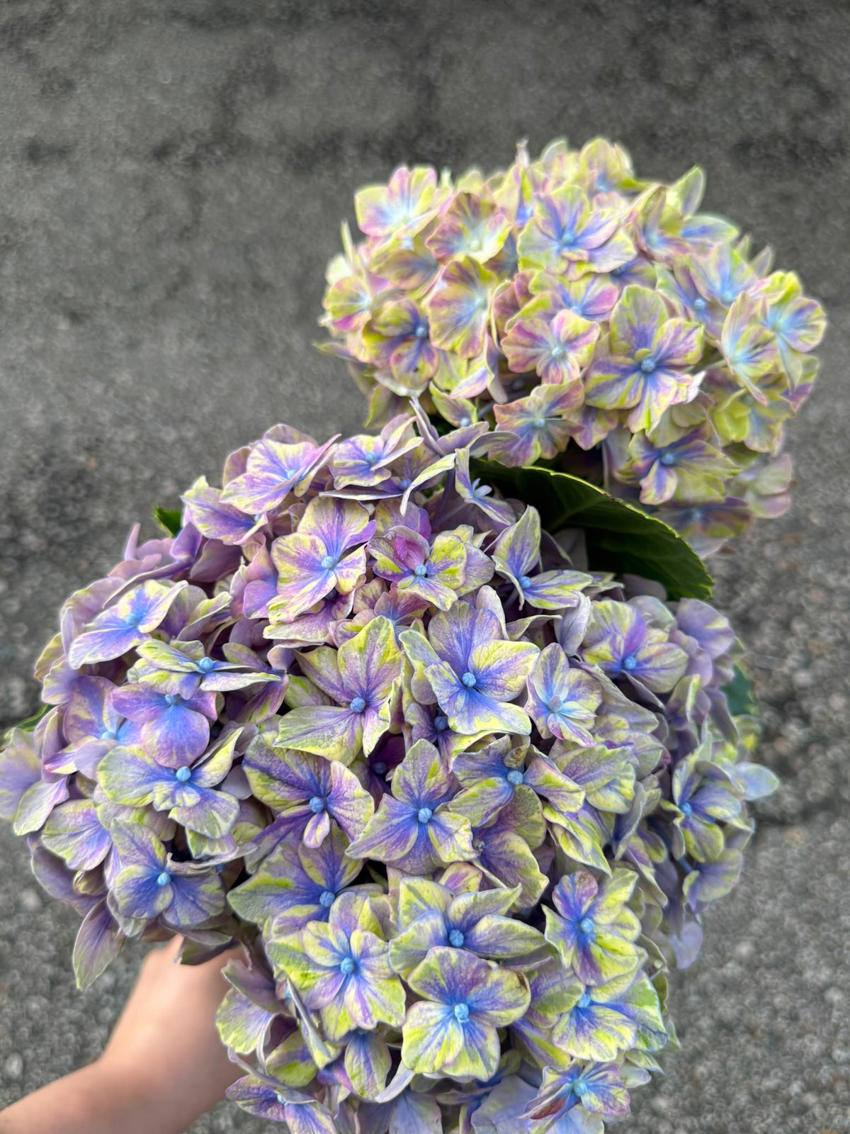 繡球花 80 cm 直徑18 cm (枝)