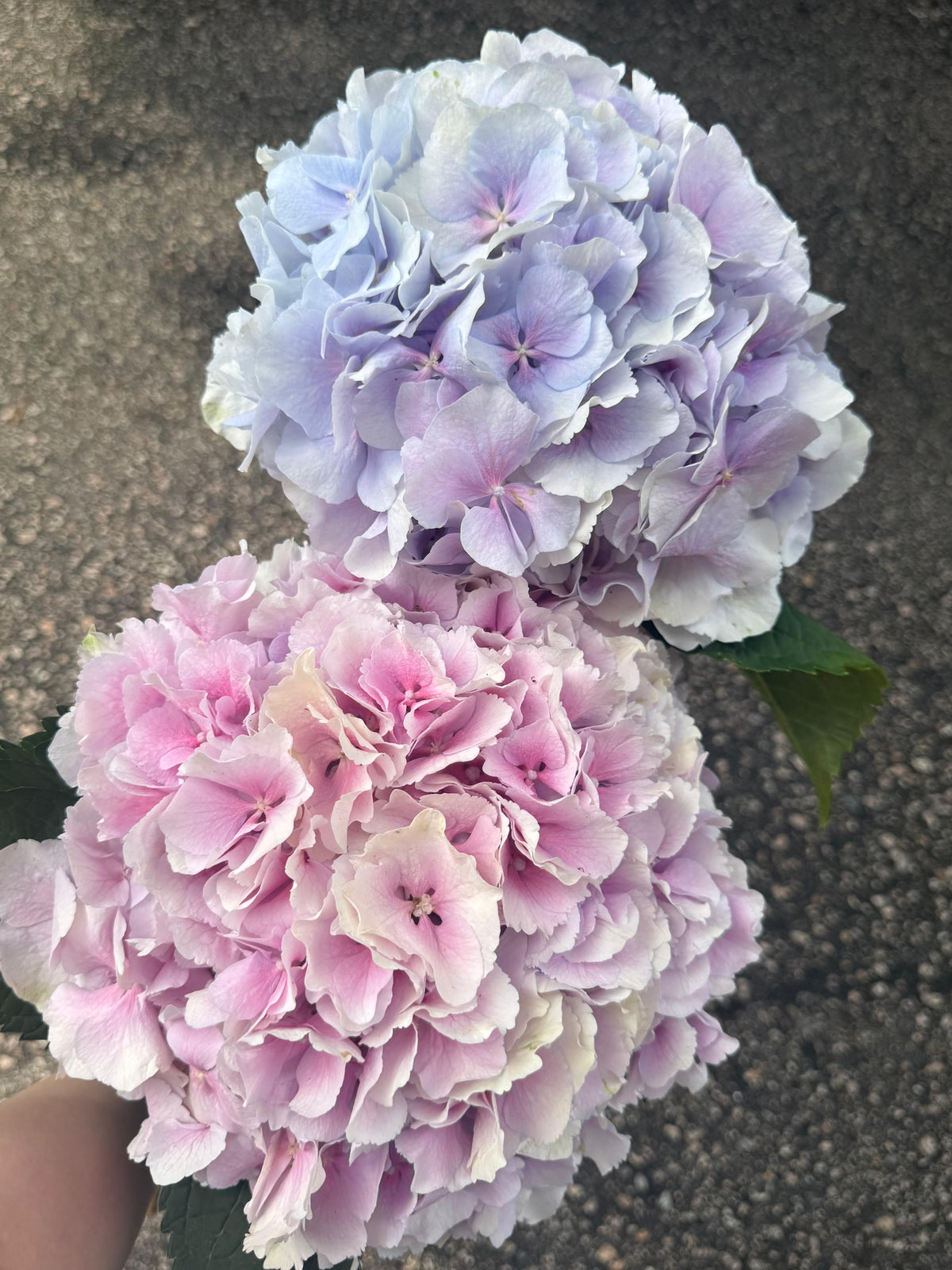 繡球花 80 cm 直徑20 cm (枝)