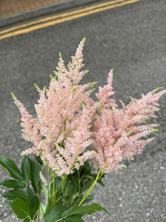 落新婦 70cm (5枝)