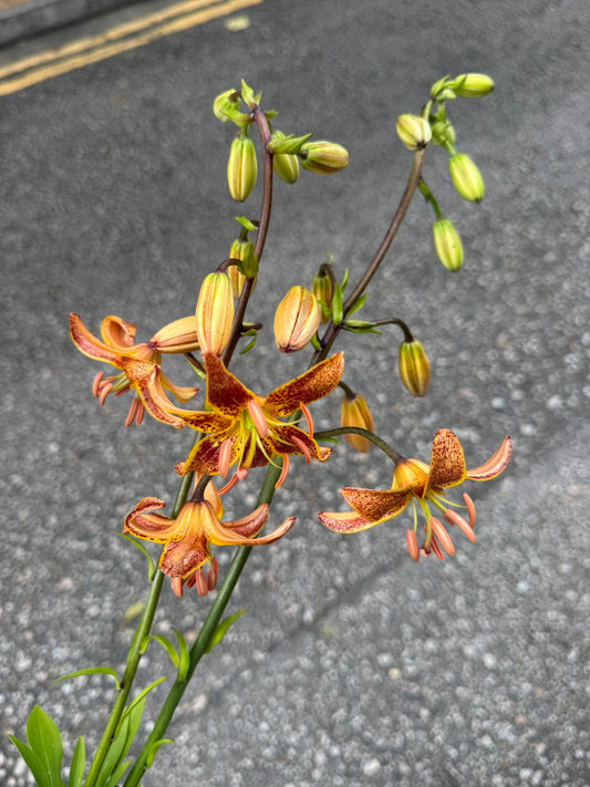 吊鐘百合 70 cm (枝)