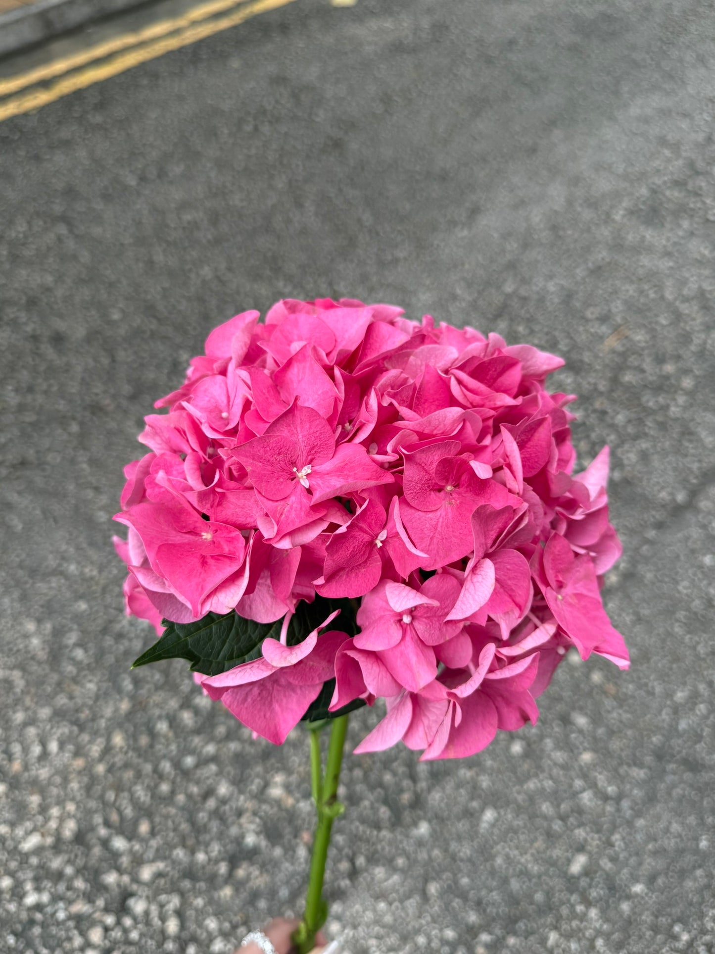 繡球花 50 cm 直徑16 cm  (枝)