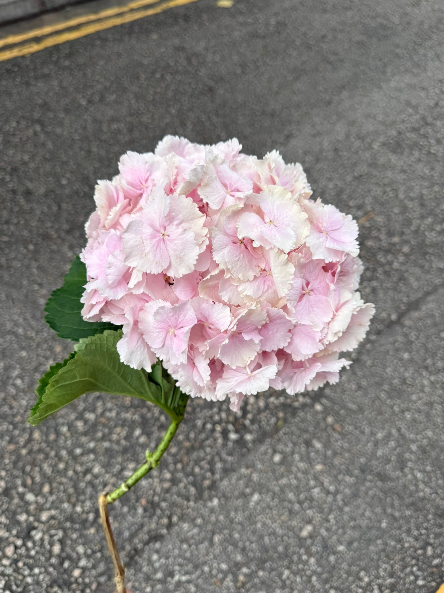 繡球花 60 cm 直徑18 cm (枝)