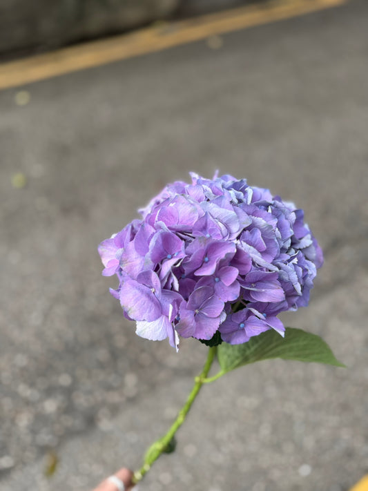 繡球花 60 cm  直徑18 cm (枝)
