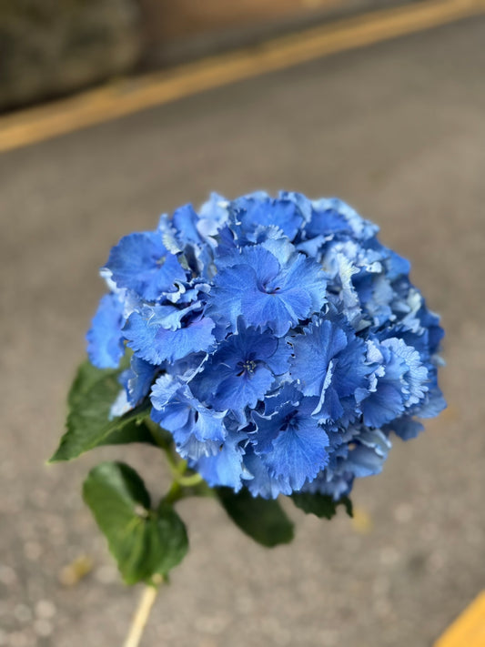繡球花 80 cm 直徑20 cm (枝)