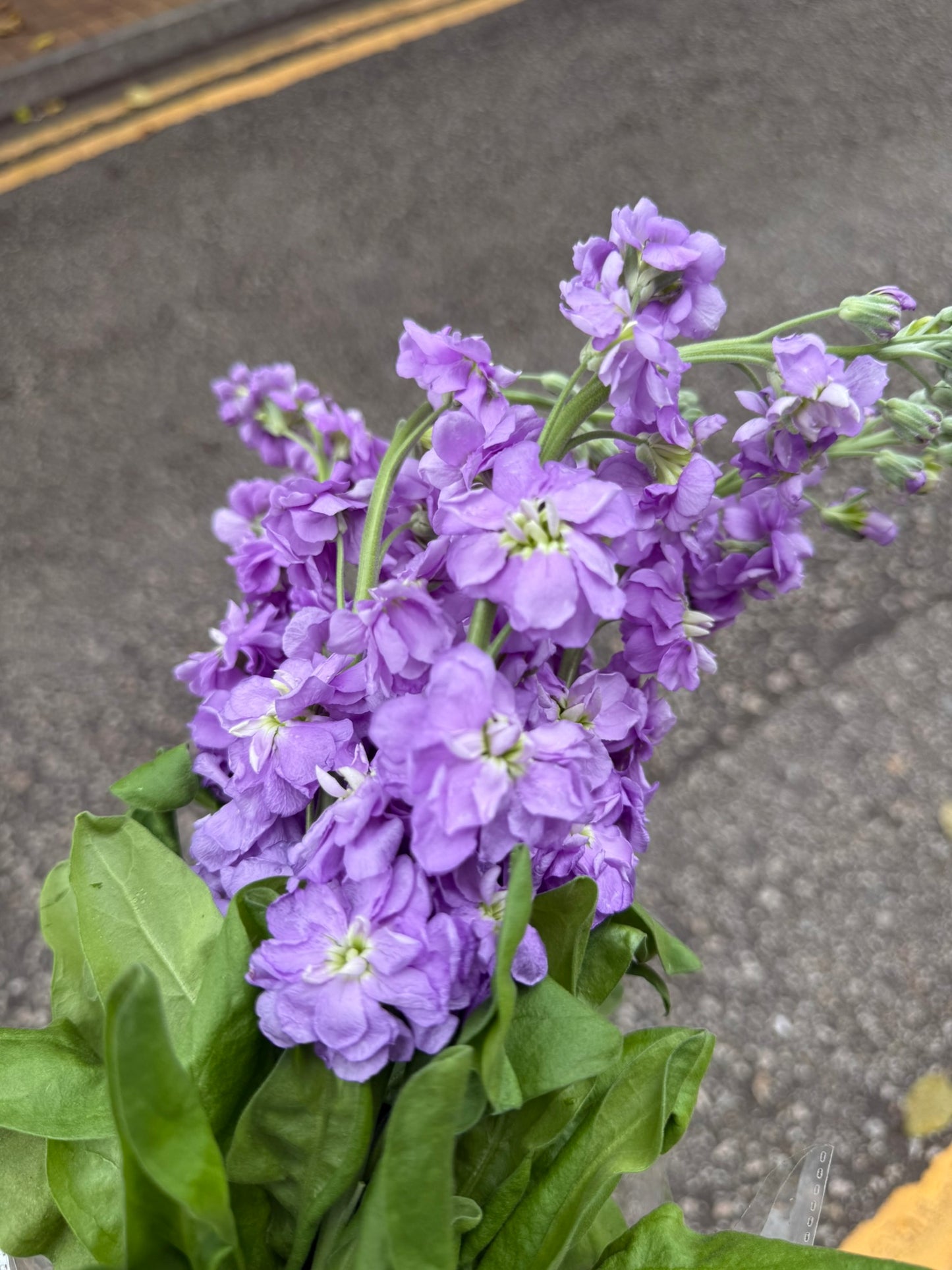 紫羅蘭 (5枝)