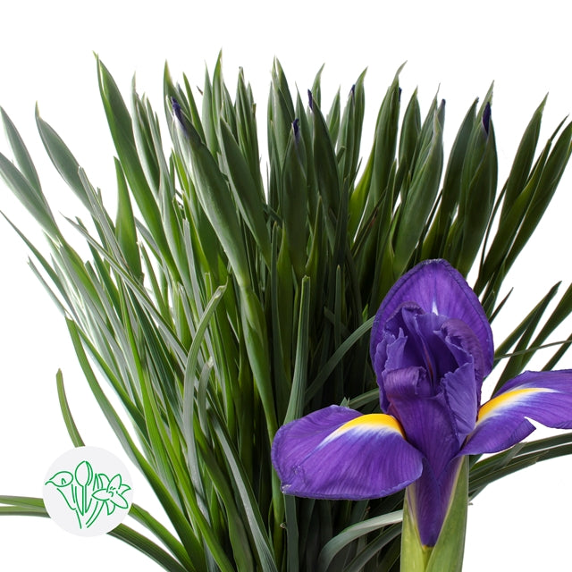 Iris 愛麗斯 (5枝)