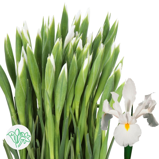 Iris 愛麗斯 (5枝)