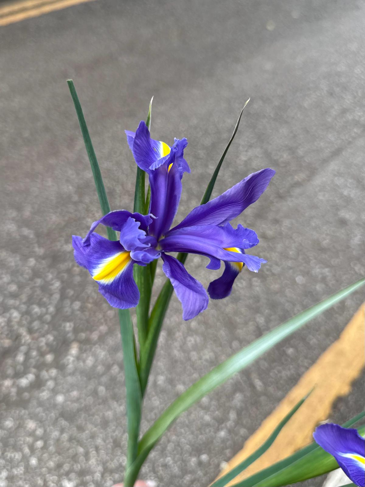 Iris 愛麗斯 (5枝)