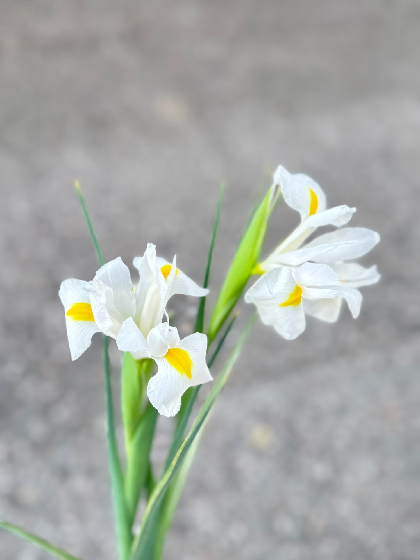 Iris 愛麗斯 (5枝)