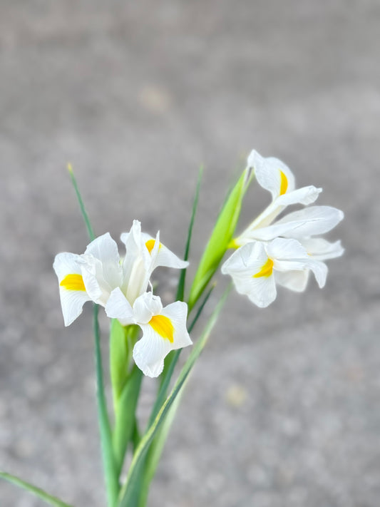 Iris 愛麗斯 (5枝)