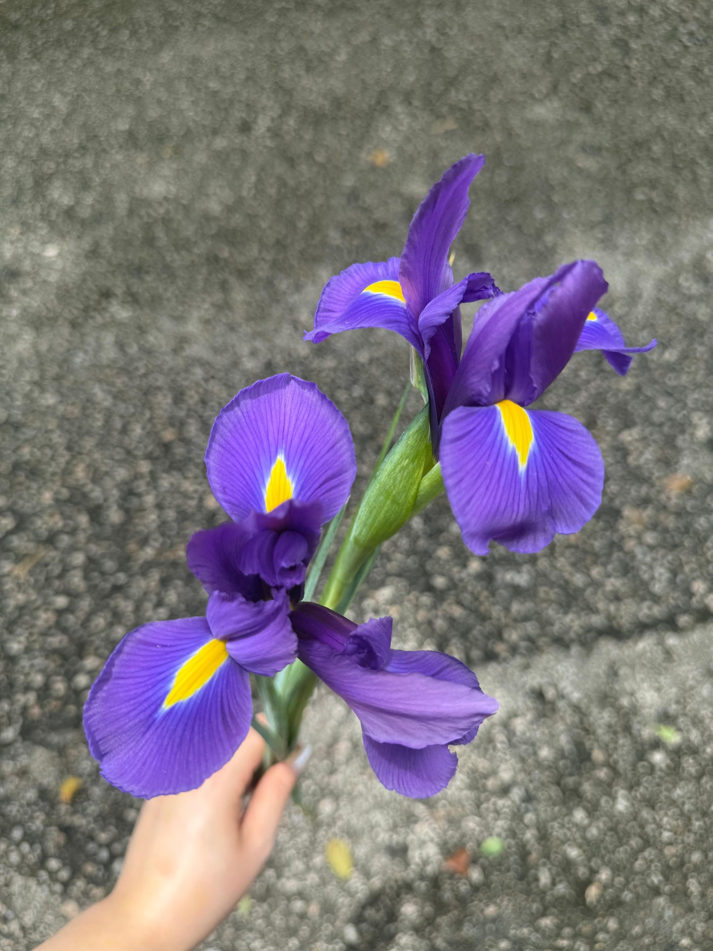 Iris 愛麗斯 (5枝)