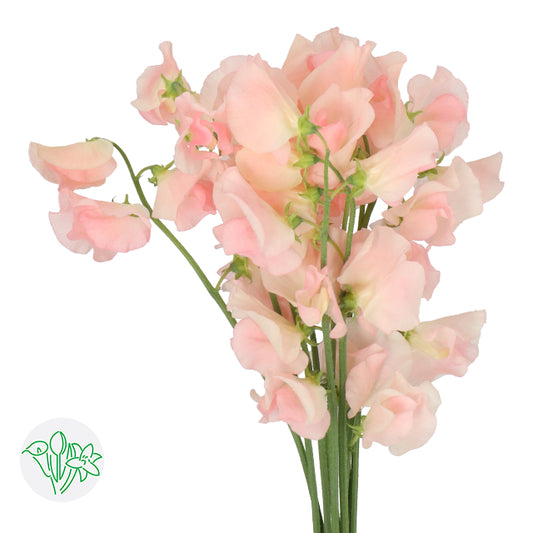 香豌豆 (5枝)