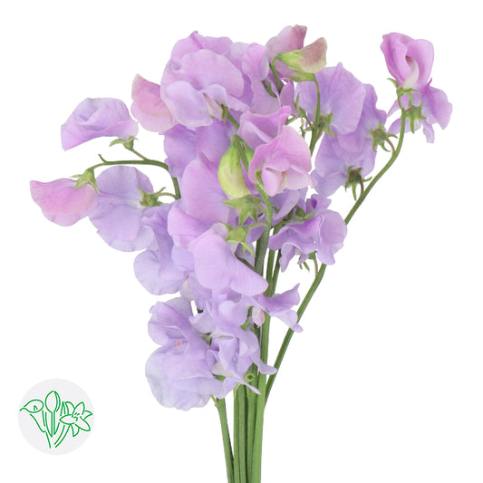 香豌豆 (5枝)