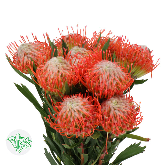 煙花菊 50cm (枝)