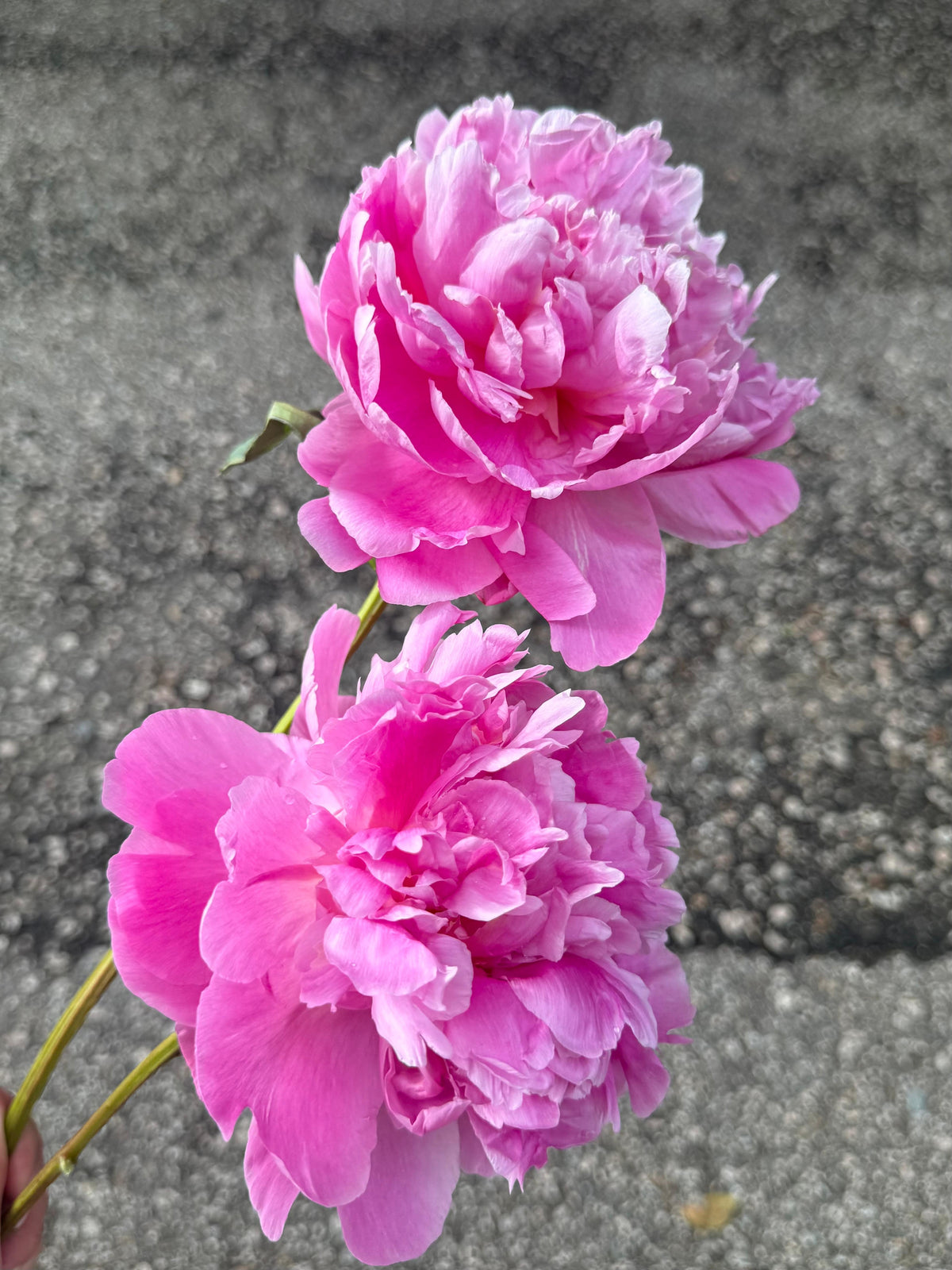 牡丹 (枝)