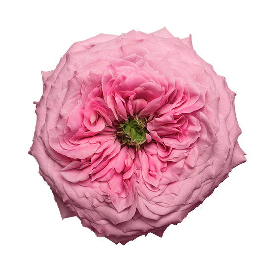 Peonikiss 50cm (10枝)