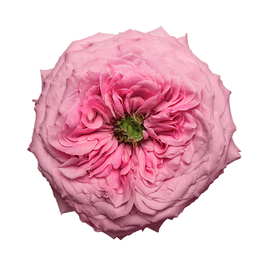 Peonikiss 50cm (10枝)