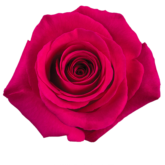 Pink Floyd  50cm (10枝)