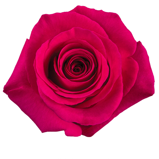 Pink Floyd  50cm (10枝)