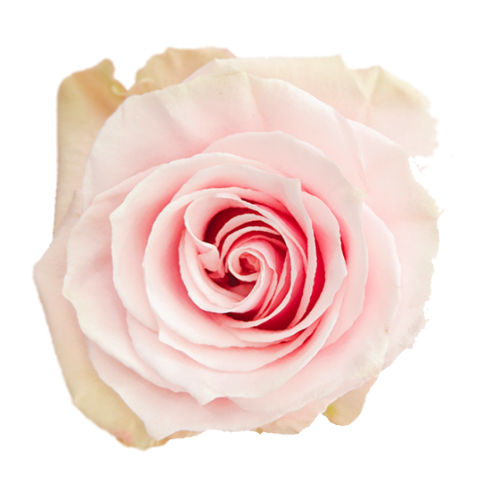 Pink Mondial 50cm (10枝)