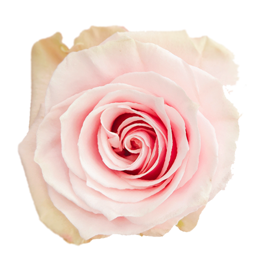 Pink Mondial 50cm (10枝)