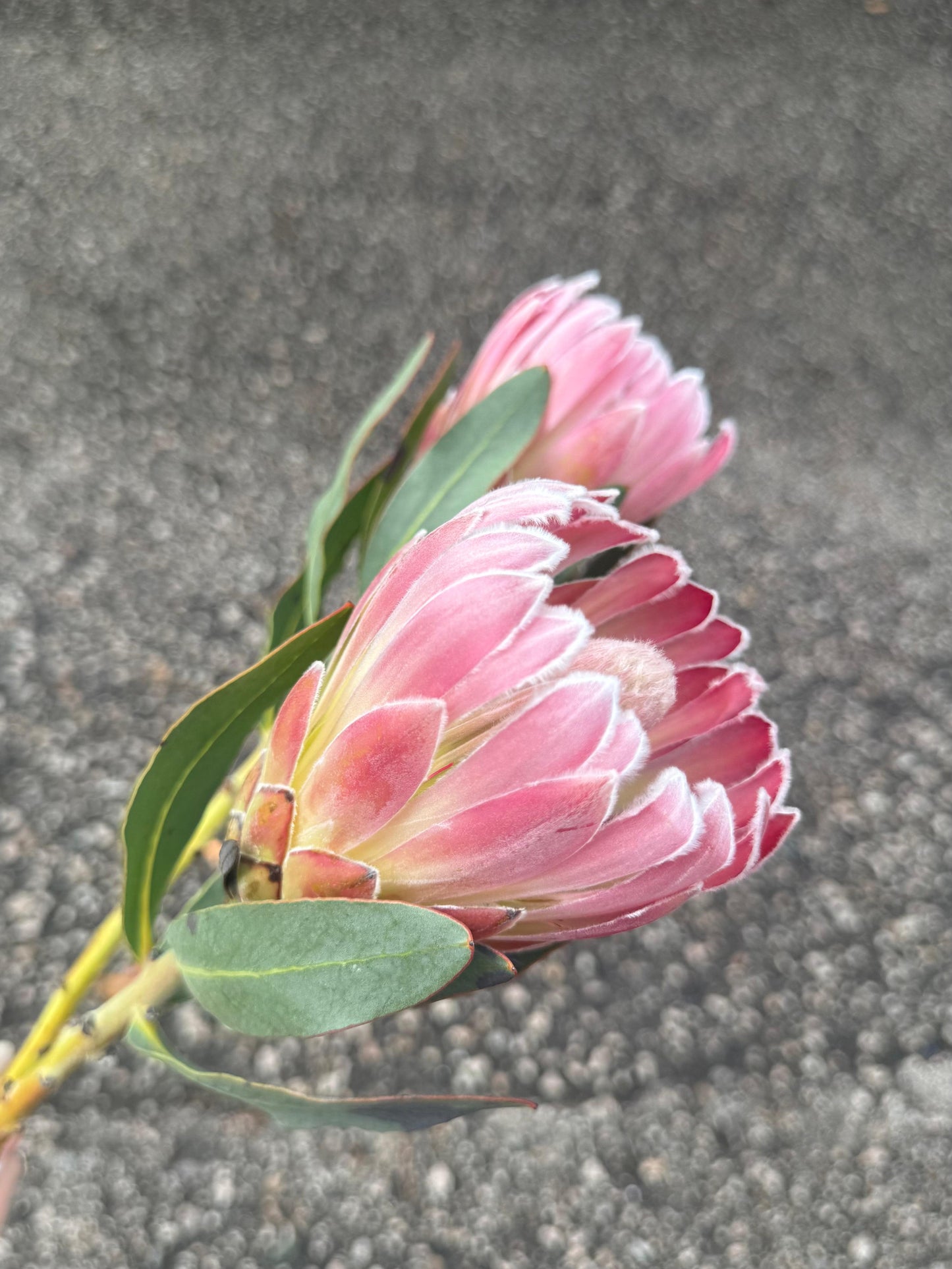 南非海神花 (枝)