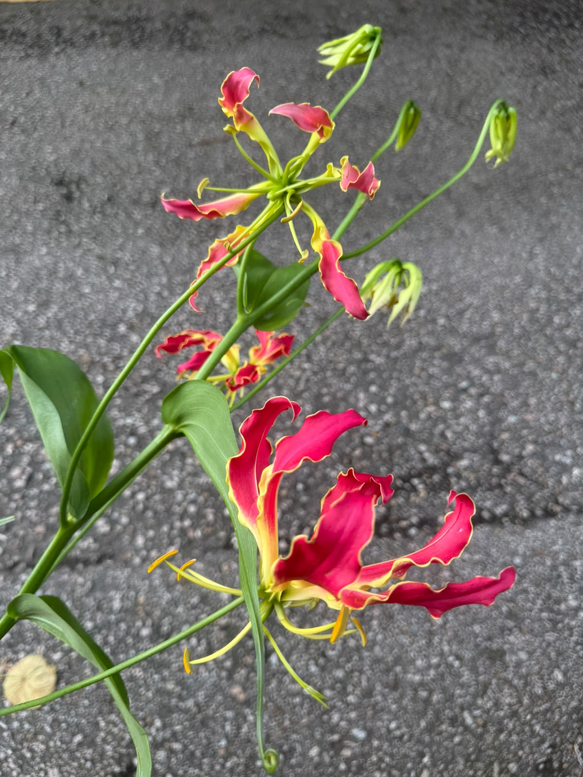 西施百合 (枝)