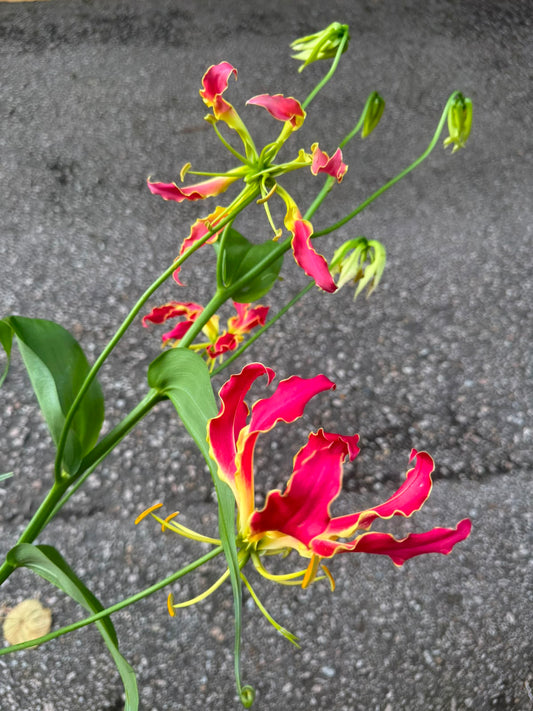 西施百合 (枝)