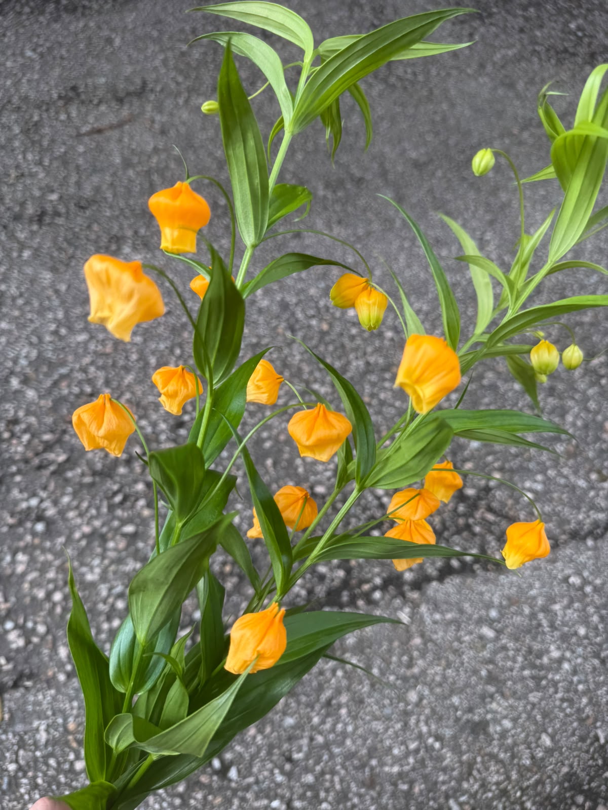宮燈(枝)